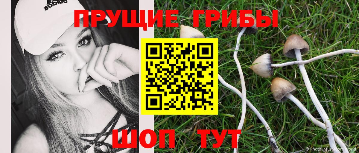 Галлюциногенные грибы Psilocybe Саянск